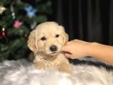 Son 2 Erkek Golden Bebekler