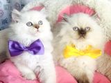 Maviş Poınt British Longhair Bebekleirm