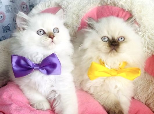 Maviş Poınt British Longhair Bebekleirm görsel
