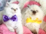 Maviş Poınt British Longhair Bebekleirm