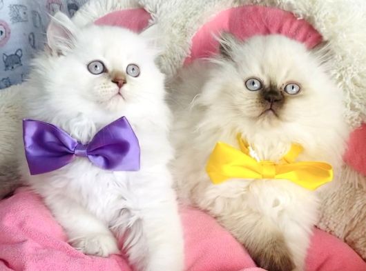 Maviş Poınt British Longhair Bebekleirm görsel