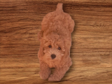 Minyatür Toy Poodle  Yavrularımız