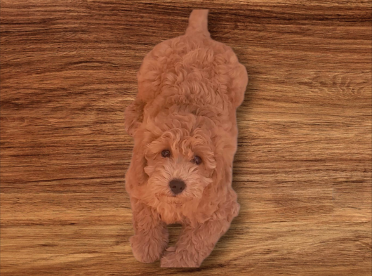 Minyatür Toy Poodle  Yavrularımız görsel