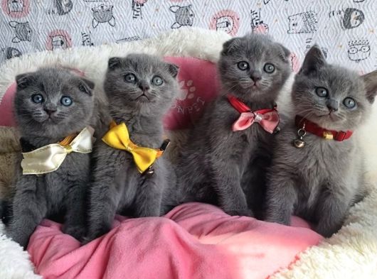 Ayı Suratlı Lilac Scotısh Fold Bebeklerim görsel