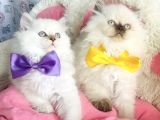 Maviş Poınt British Longhair Bebekleirm