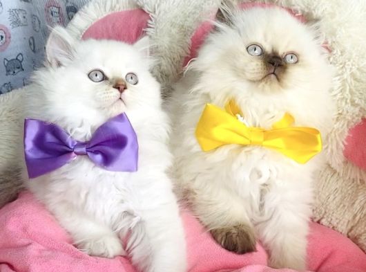 Maviş Poınt British Longhair Bebekleirm görsel