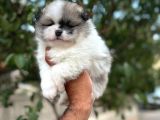 Aa kalite pomerian boo