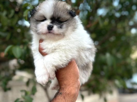 Aa Kalite Pomerian Boo