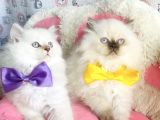 Maviş Poınt British Longhair Bebekleirm