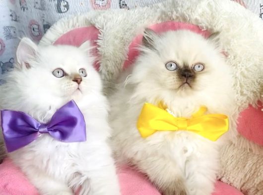 Maviş Poınt British Longhair Bebekleirm görsel