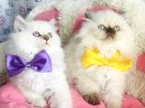 Maviş Poınt British Longhair Bebekleirm