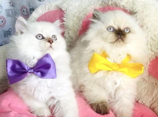 Maviş Poınt British Longhair Bebekleirm görsel