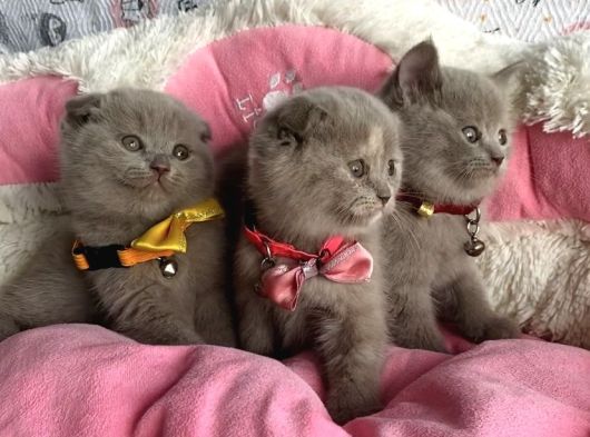 Ayı Suratlı Lilac Scotısh Fold Bebeklerim görsel