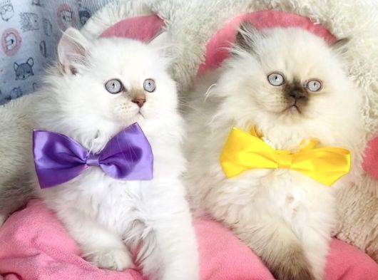 Maviş Poınt British Longhair Bebekleirm görsel
