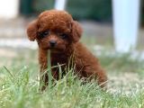Teacup Korea Orji̇nal Kg Garanti̇li̇ Bebekler