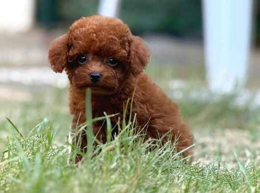 Teacup Korea Orji̇nal Kg Garanti̇li̇ Bebekler görsel