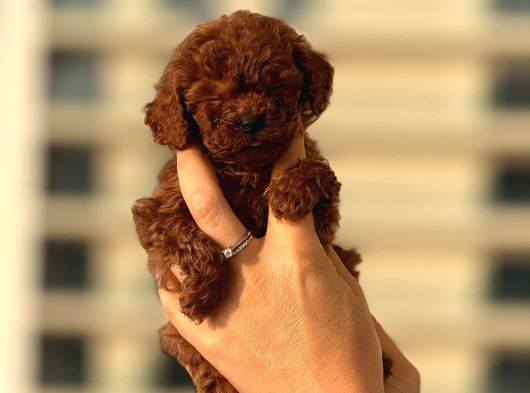 Teacup Korea Orji̇nal Kg Garanti̇li̇ Bebekler görsel