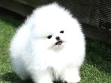 YARIŞMA DÜZEYİ BABY FACE