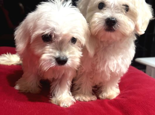 Minyatür A Kalite Kore Kan Maltes Terrier Yavrularımız