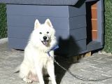12 Aylık Erkek Yetişkin Samoyed Eğitimli 15000 TL