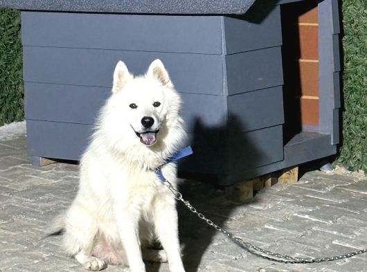 12 Aylık Erkek Yetişkin Samoyed Eğitimli 15000 Tl