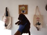 Redbrown Toy Poodle Yavruları