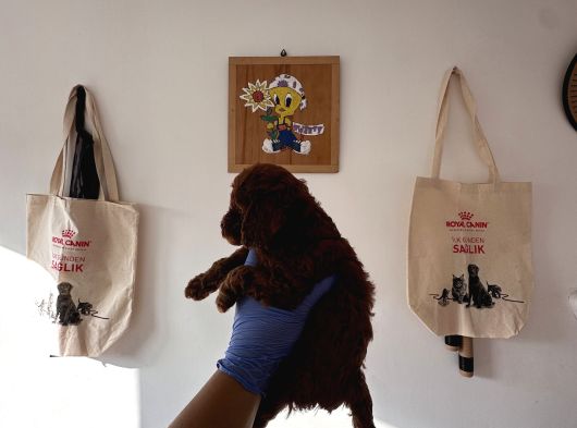 Redbrown Toy Poodle Yavruları görsel