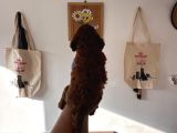 Redbrown Toy Poodle Yavruları