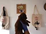 Redbrown Toy Poodle Yavruları