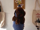 Redbrown Toy Poodle Yavruları