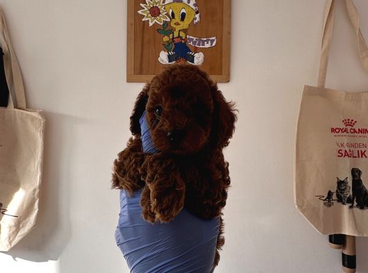 Redbrown Toy Poodle Yavruları görsel