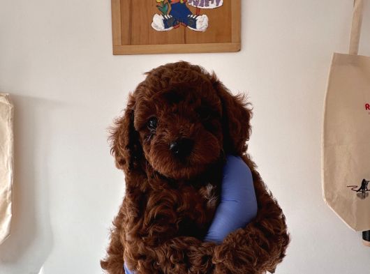 Redbrown Toy Poodle Yavruları