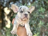 ÖZEL RENK RENKLİ GÖZLÜ FRENCH BULDOG YAVRULAR