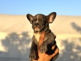 Özel Renk Renkli̇ Gözlü French Buldog Yavrular