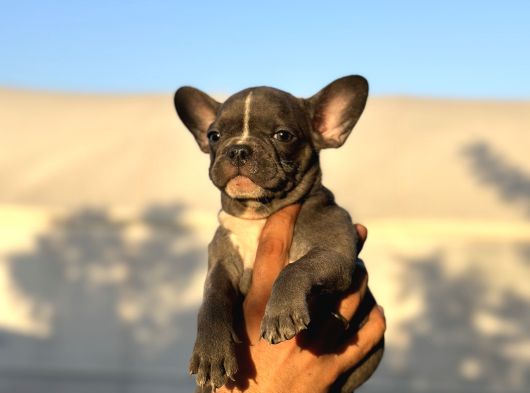 Özel Renk Renkli̇ Gözlü French Buldog Yavrular görsel