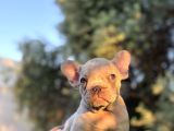 Özel Renk Renkli̇ Gözlü French Buldog Yavrular