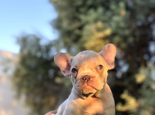 Özel Renk Renkli̇ Gözlü French Buldog Yavrular görsel