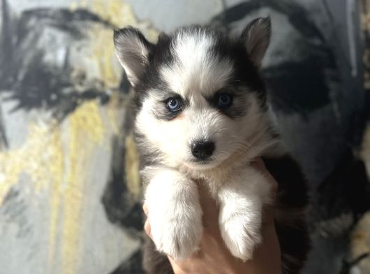 Mükemmel Üst Düzey Husky Bebekler