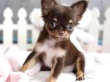 Xxs Safkan Mi̇ni̇ Wc Eği̇ti̇mli̇