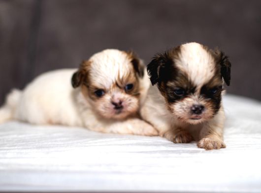 Mükemmel Kali̇te Shihtzu Erkek Yavrularim görsel