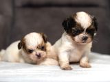 Mükemmel Kali̇te Shihtzu Erkek Yavrularim