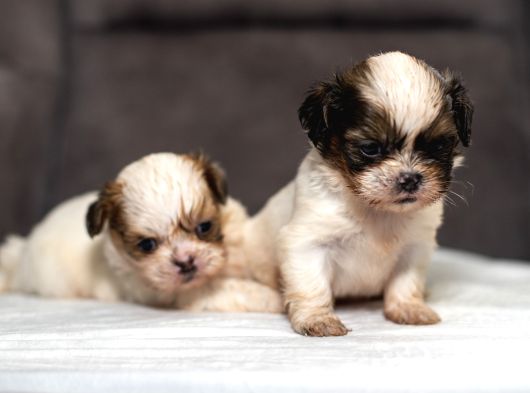 Mükemmel Kali̇te Shihtzu Erkek Yavrularim görsel