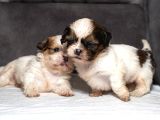 Mükemmel Kali̇te Shihtzu Erkek Yavrularim