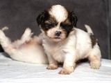Mükemmel Kali̇te Shihtzu Erkek Yavrularim