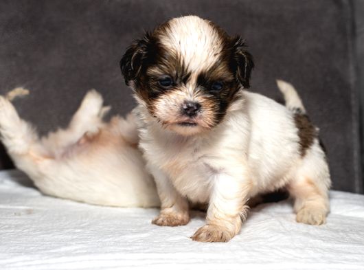 Mükemmel Kali̇te Shihtzu Erkek Yavrularim görsel