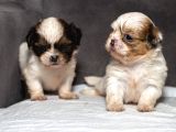 Mükemmel Kali̇te Shihtzu Erkek Yavrularim