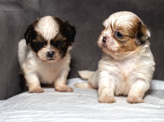 Mükemmel Kali̇te Shihtzu Erkek Yavrularim görsel