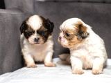 Mükemmel Kali̇te Shihtzu Erkek Yavrularim