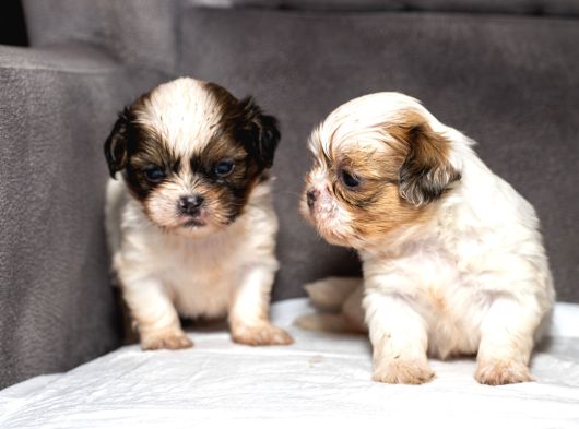 Mükemmel Kali̇te Shihtzu Erkek Yavrularim görsel