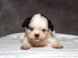 Mükemmel Güzelli̇kte Shihtzu Kizimiz